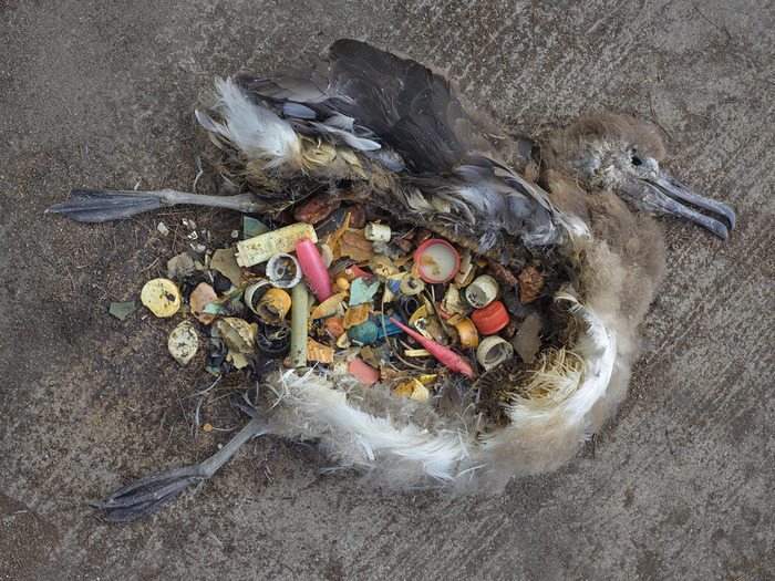 Cuerpo de polluelo de albatros, lleno de plástico. Foto de Chris Jordan.
