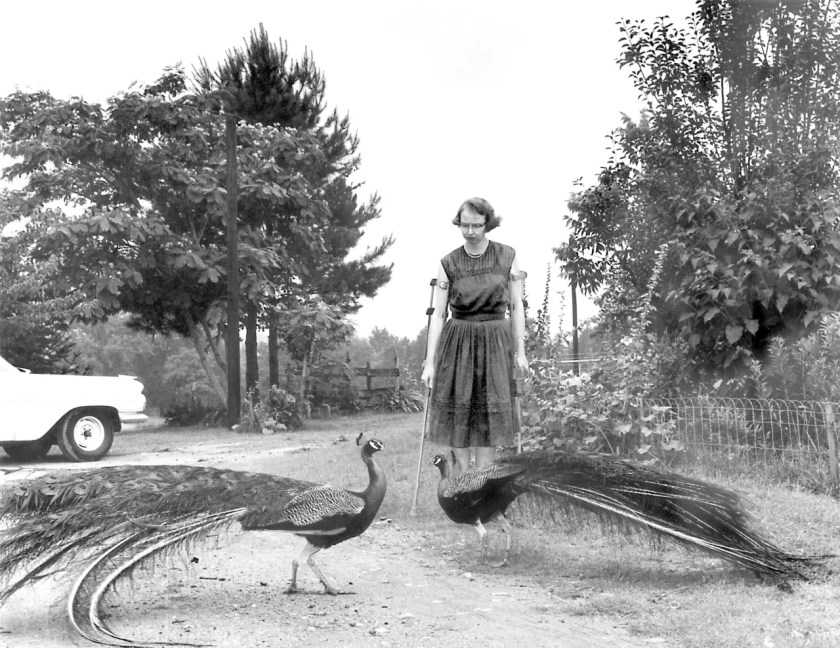 Escritora Flannery O'Connor, en muletas, mirando a dos pavos reales.