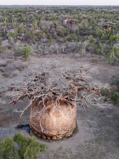 Air view of a baobab tree, that looks dry.