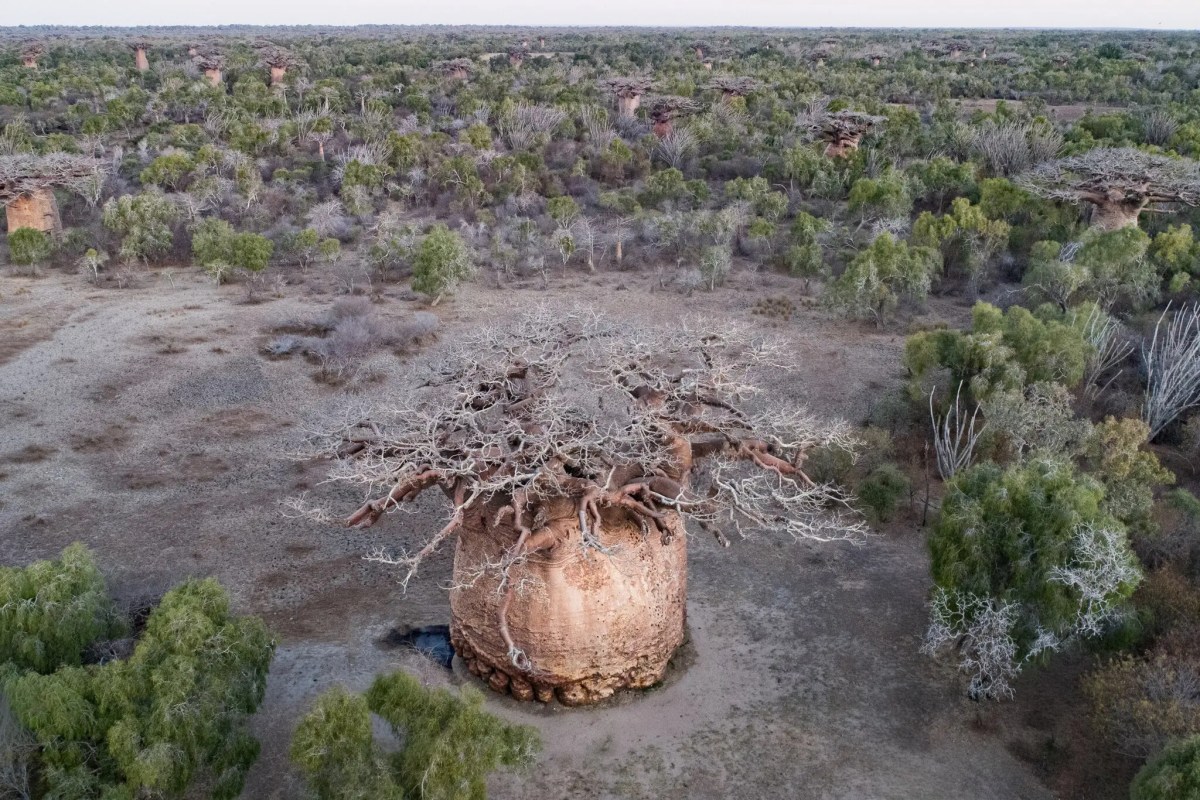 Air view of a baobab tree, that looks dry.